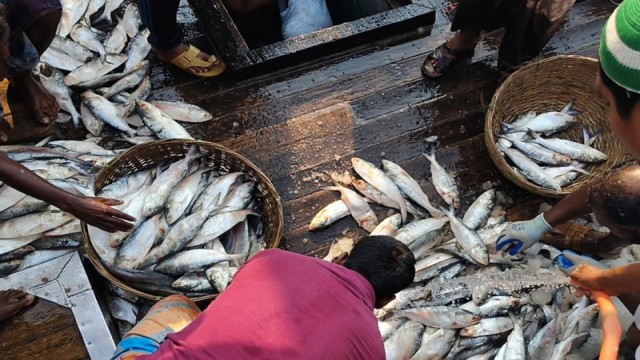 6 Tons of Hilsa Catch from Bay of Bengal, Sold for Over Tk 40 Lakh