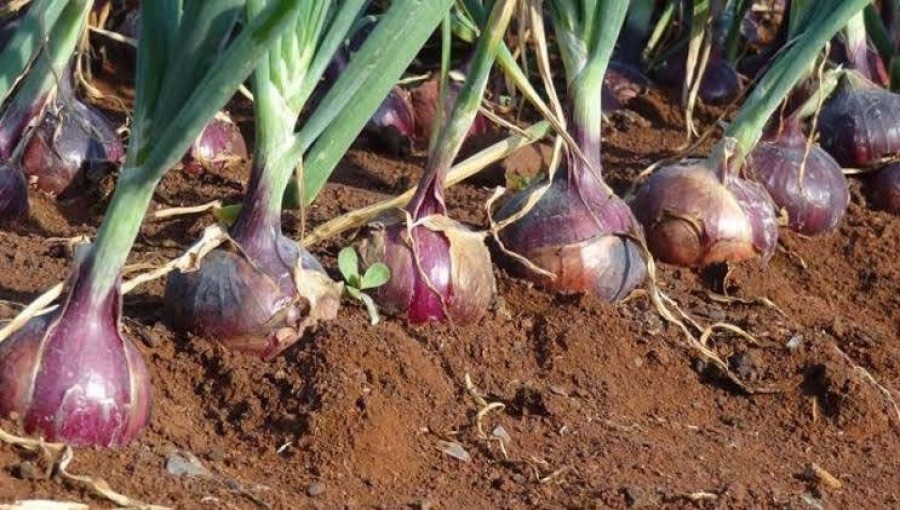 Bangladesh Allocates Tk 14 Crore Incentive to Boost Sri Lankan Onion Production