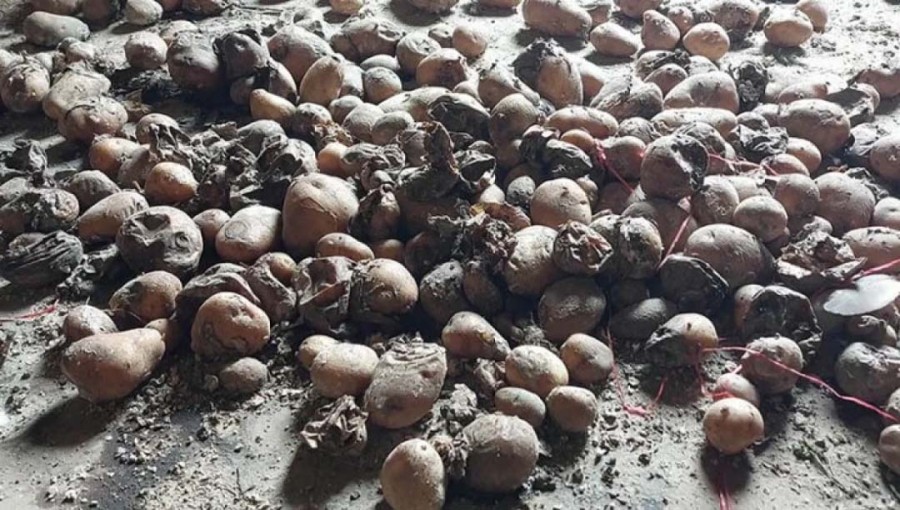 Potato Traders Face Losses as Stored Potatoes Spoil Amid Heatwave