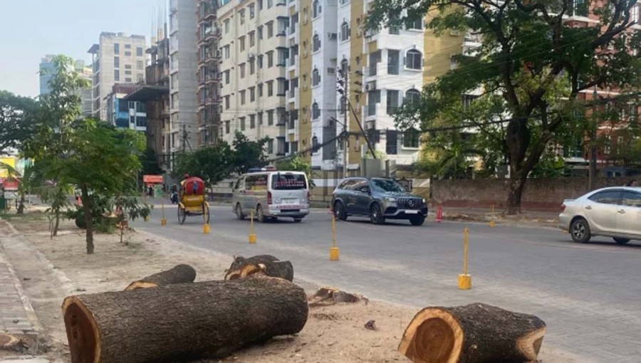 Mass Tree Cutting in Bashundhara Residential Area Sparks Outcry