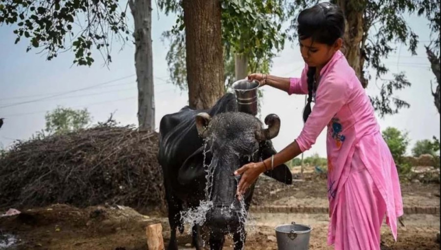 Heatwave's Impact on Aquatic Species and Livestock