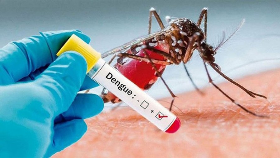 79 New Dengue Cases Reported in a Day