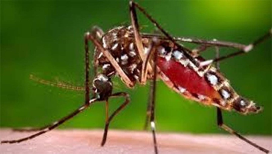 34 Dengue Patients Hospitalized Across Bangladesh in 24 Hours