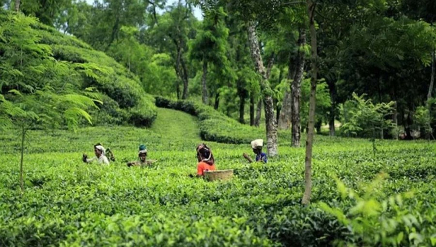 Bangladesh Regularly Meets Domestic Tea Production Target