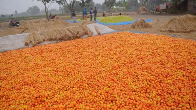 Rajshahi Region Brimming with Potential for Agro-Processing Enterprises