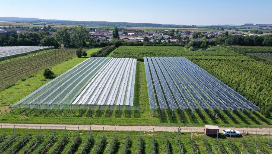 Agrivoltaics Offers Protection from Climate Extremes