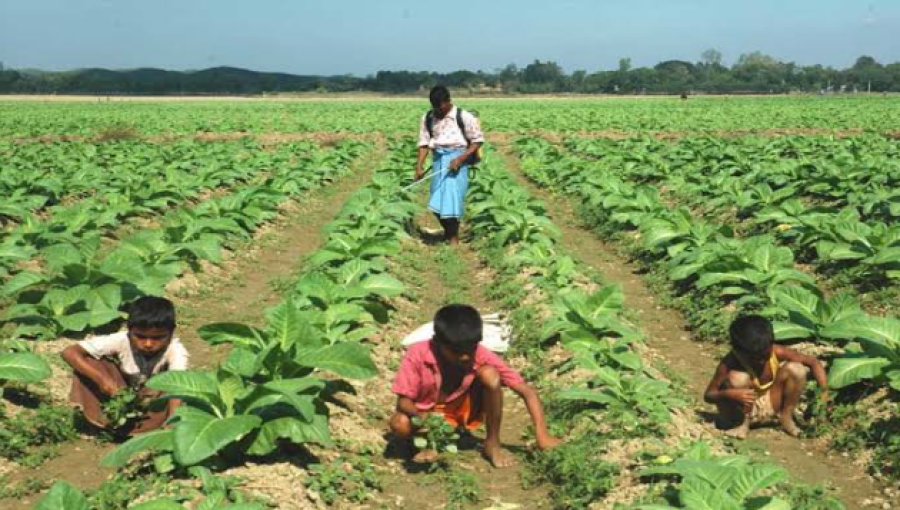 Tobacco Cultivation Threatens Farmer's Livelihoods and Environment in Rangamati