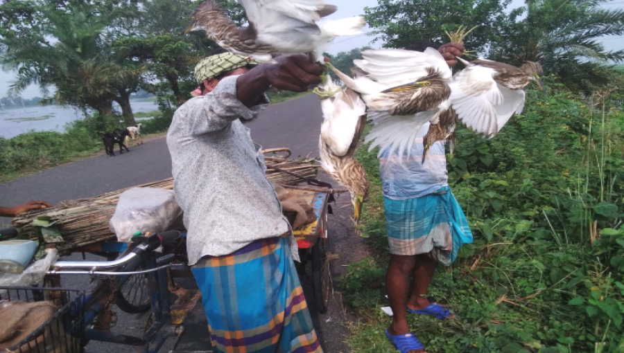 Dhankunia Village Sees Positive Change as Hunters Release Captured Ducks