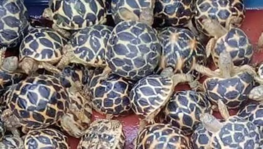 Malaysia Foils Major Tortoise Smuggling Ring Valued at $805,084