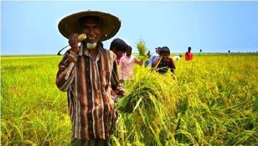 Successful Boro Harvest in Haor Region Boosts Rice Production