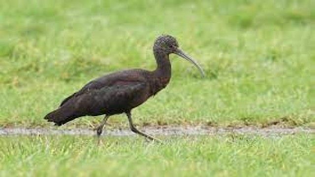 Glossy Ibis