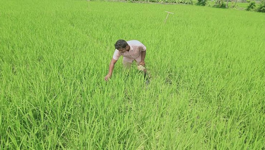 Farmers Urged to Cultivate Disease-Resistant Bangabandhu Dhan 100 for Higher Profit