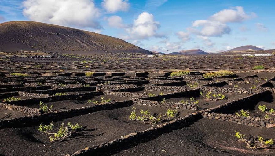 Grapevines Thrive on Volcanic Ash in Lanzarote, Spain