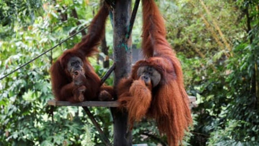 Malaysia Offers Orangutans as Diplomatic Gifts to Palm Oil Buyers