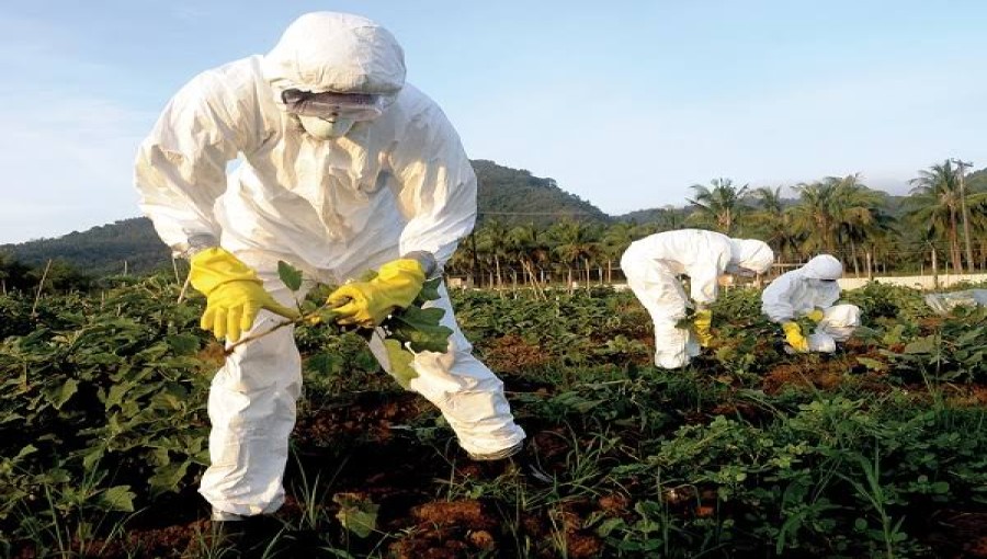 Golden Rice and Bt Eggplant Face Uncertain Future