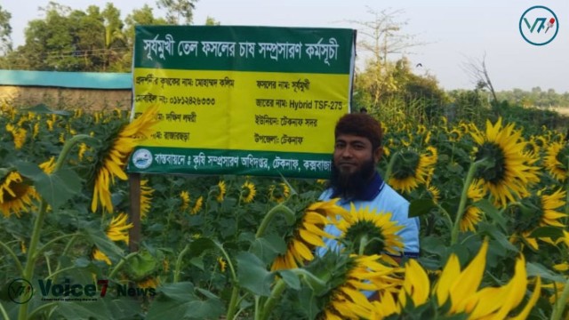 Cultivation of sunflower