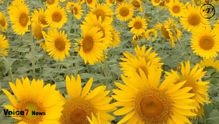 There was a period when people believed sunflowers was merely food for amusement.