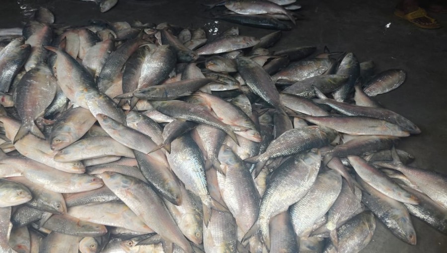 Traders and fishermen unloading hilsa at Barguna's Patukhali landing center as prices surge due to multiple syndicate transfers. Photo: V7N