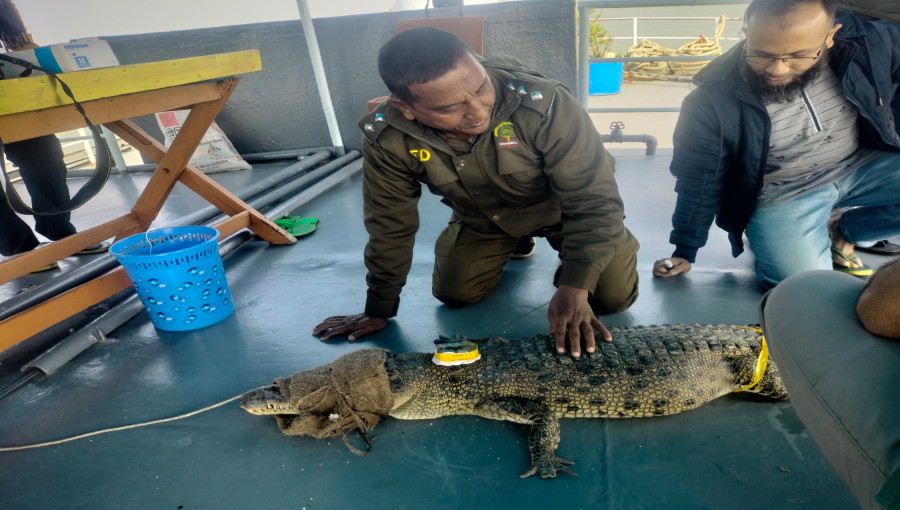 A saltwater crocodile equipped with a satellite transmitter being released in the Charaputia canal of the Sundarbans, part of a conservation research project by IUCN and the Forest Department.