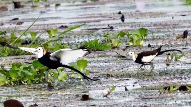 A rare watercock captured at Ranadah Beel in Tangail Ghatail upazila by photographer Kamal Hossain.