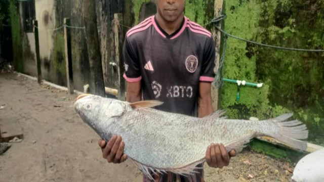 A rare 18-kilogram black pomfret caught by fishermen near Saint Martin’s Island in Teknaf on Sunday before being sold at the local market for Tk 95,000.