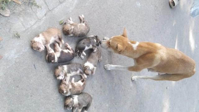 Pabna Official Vacates Govt Housing After Alleged Killing of Eight Puppies
