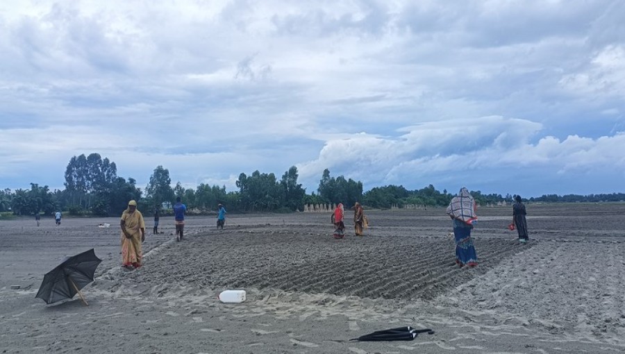 Farmers in Chilmari planting peanut seeds in the sandy char lands, working through the season despite the absence of agricultural incentives.