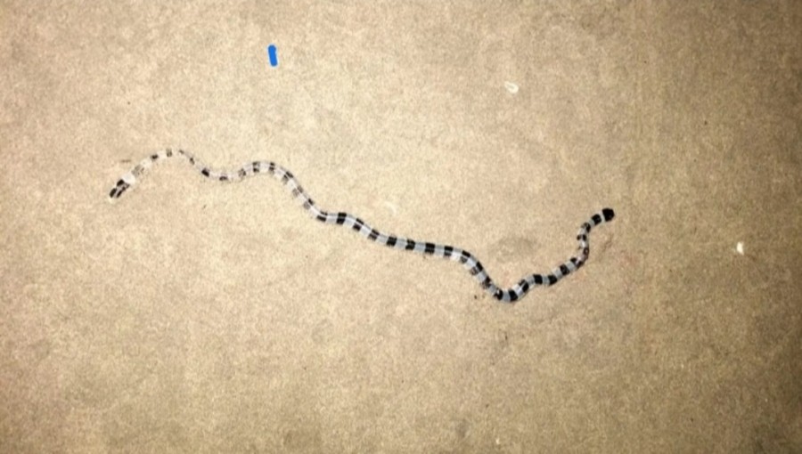 Yellow-Lipped Sea Krait Washes Up on Cox's Bazar Beach