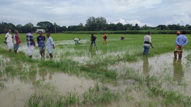 Flooded Aman paddy fields in Gajnar Bil, Sujanagar upazila, after sudden sluice gate water release leaves hundreds of farmers in distress. (Photo: V7N)