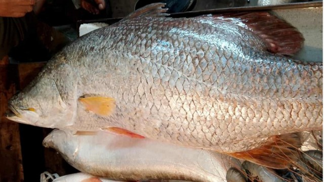 18-Kilogram Coral Fish Caught in Payra River Sold in Barguna Market
