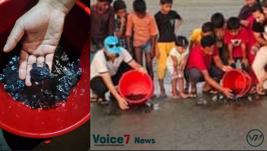 263 turtles were released to sea in Cox’Bazar