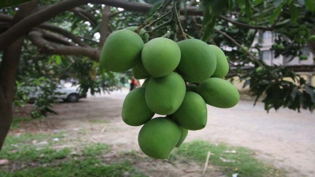 Despite a long-standing harvesting schedule, traders in Bagha, Rajshahi, are picking mangoes early to cash in on market prices, prompting government intervention.