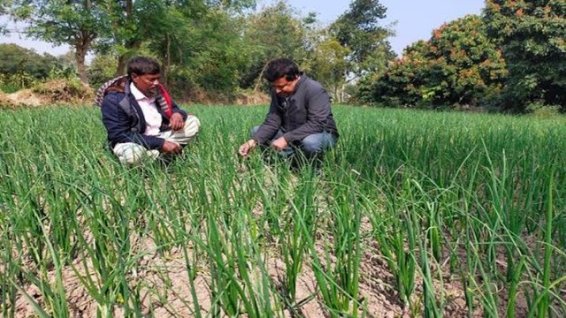 Farmers in Pabna Bara Upazila Reap Sweet Success with Bountiful Onion Harvest