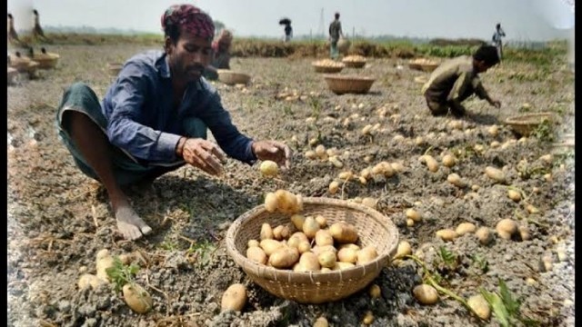 Dinajpur Farmers Hit Jackpot: Bumper Potato Harvest Yields Early Profits at Tk 43 Per Kg