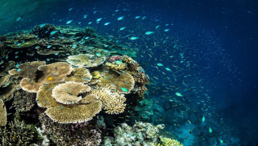 Australia Launches $130 Million Initiative to Combat Water Quality Issues on the Great Barrier Reef