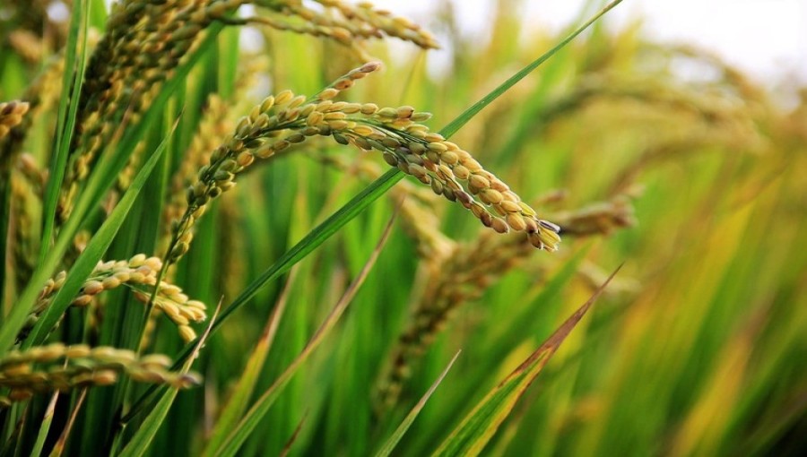 Researchers Unveil Tools to Improve Japan's Rice Production