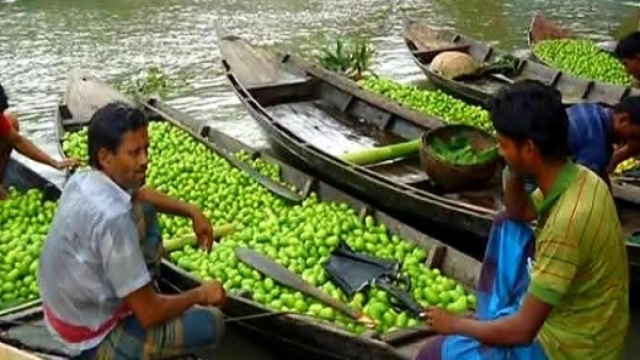 Lemon Prices Soar to Tk 100 per Hali in Jhalakathi’s ‘Lemon Kingdom’ During Ramadan