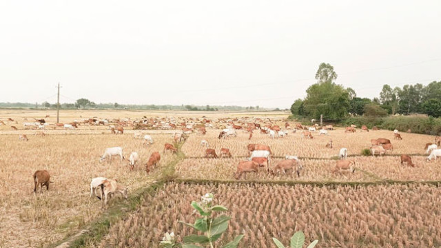 Over 400 cows graze as families move across upazilas, selling milk and cattle for survival.