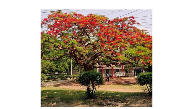 Crimson Canopy: Krishnachura Flowers Enchant Rajshahi University Community