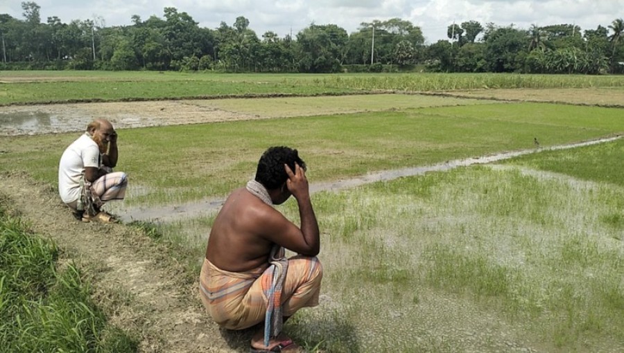 Farmers Demand Compensation for Failed Paddy Seedlingsin Kushtia