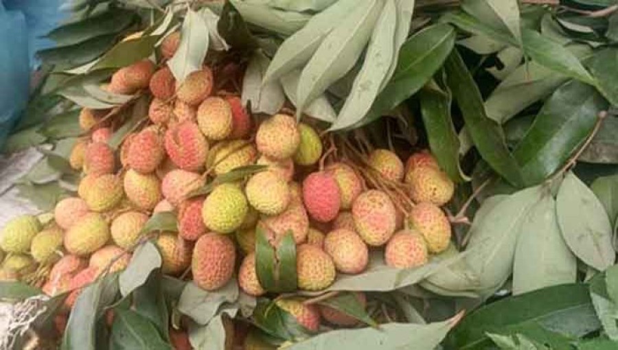 Rajshahi Market has begun to appearance of litchi