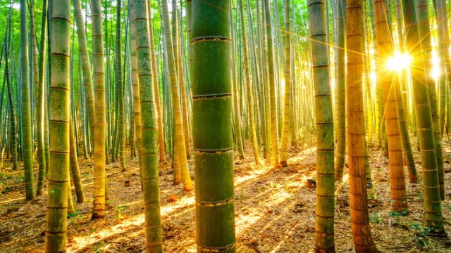 Plant visits on how to practically extend life of bamboo