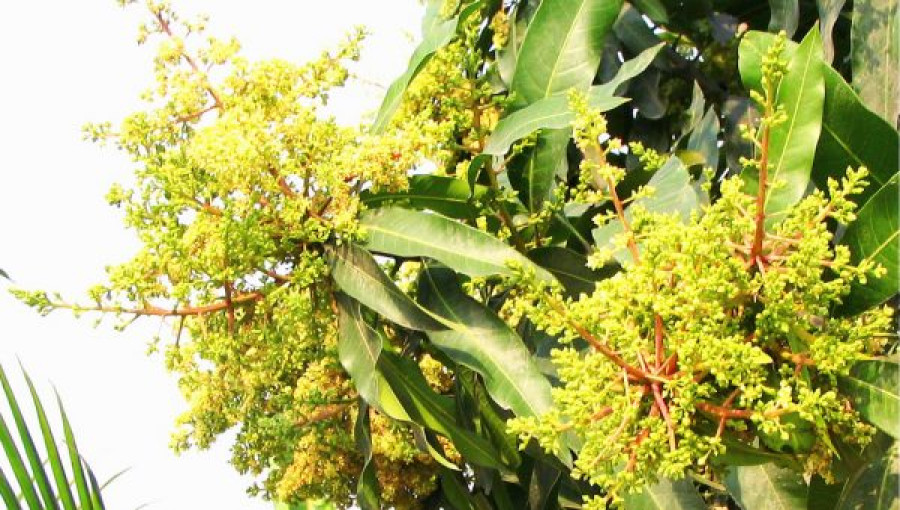 Farmers are excited about the early bloom of mango buds but worry that dense fog could damage the delicate flowers.