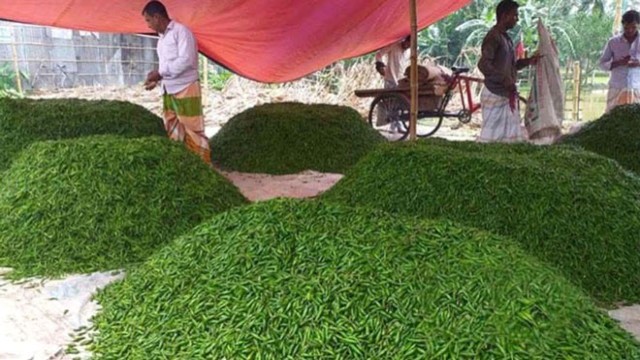 Chili prices have skyrocketed in Rajshahi, with a sudden surge to Tk 300-350 per kg, as persistent rainfall disrupts supply, leaving markets with limited stock.