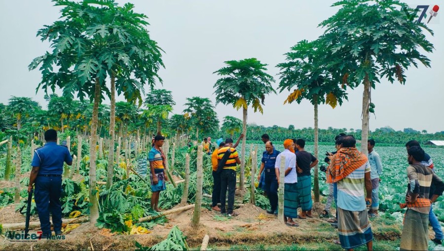 Miscreants Destroy Crops Worth Tk 15 Lakh in Mujibnagar