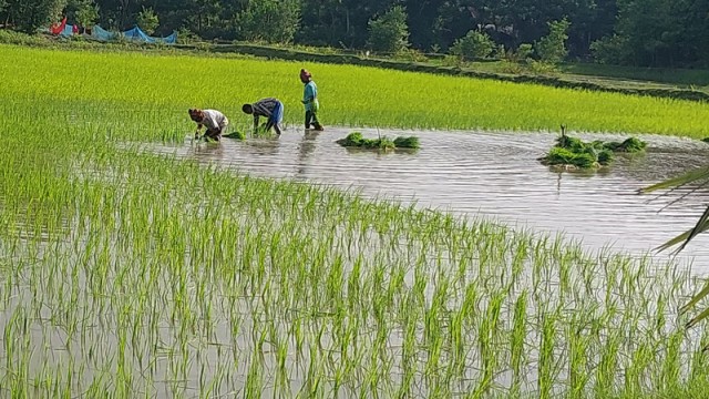 Farmers in Morelganj, Bagerhat, replanting Aman rice seedlings after heavy floods and waterlogging destroyed their initial crops.