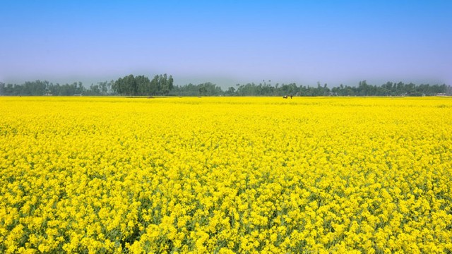 Mustard Bloom Sparks ‘Yellow Revolution’ Across Godagari Fields in Rajshahi