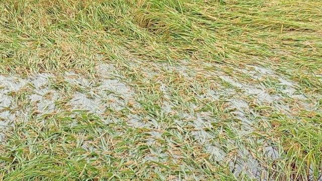Heavy Rain Devastates Natore Crops, Thousands of Farmers Face Major Losses
