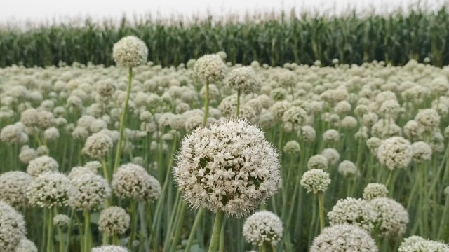 Currently, they are selling the seeds they produce by taking care of their needs for lakhs of Taka.