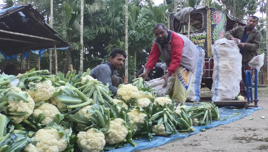 Kurigram Farmers Achieve Bumper Cauliflower Yield Using Organic and Eco-Friendly Methods